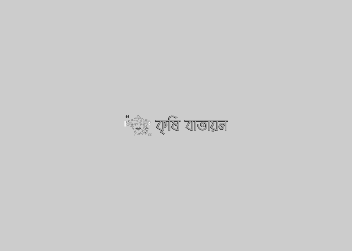 ধানের ব্লাস্ট রোগ দমন ব্যবস্থাপনা