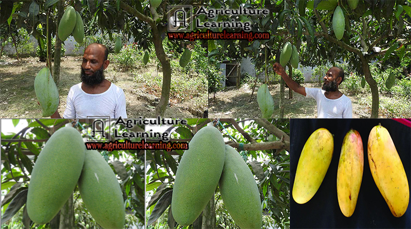 নতুন জাতের ৪ থেকে সাড়ে ৪ কেজি ওজনের আম ব্রুনাই কিং(Brunei King)