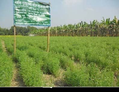 মসুরের বালাই ব্যবস্থাপনা