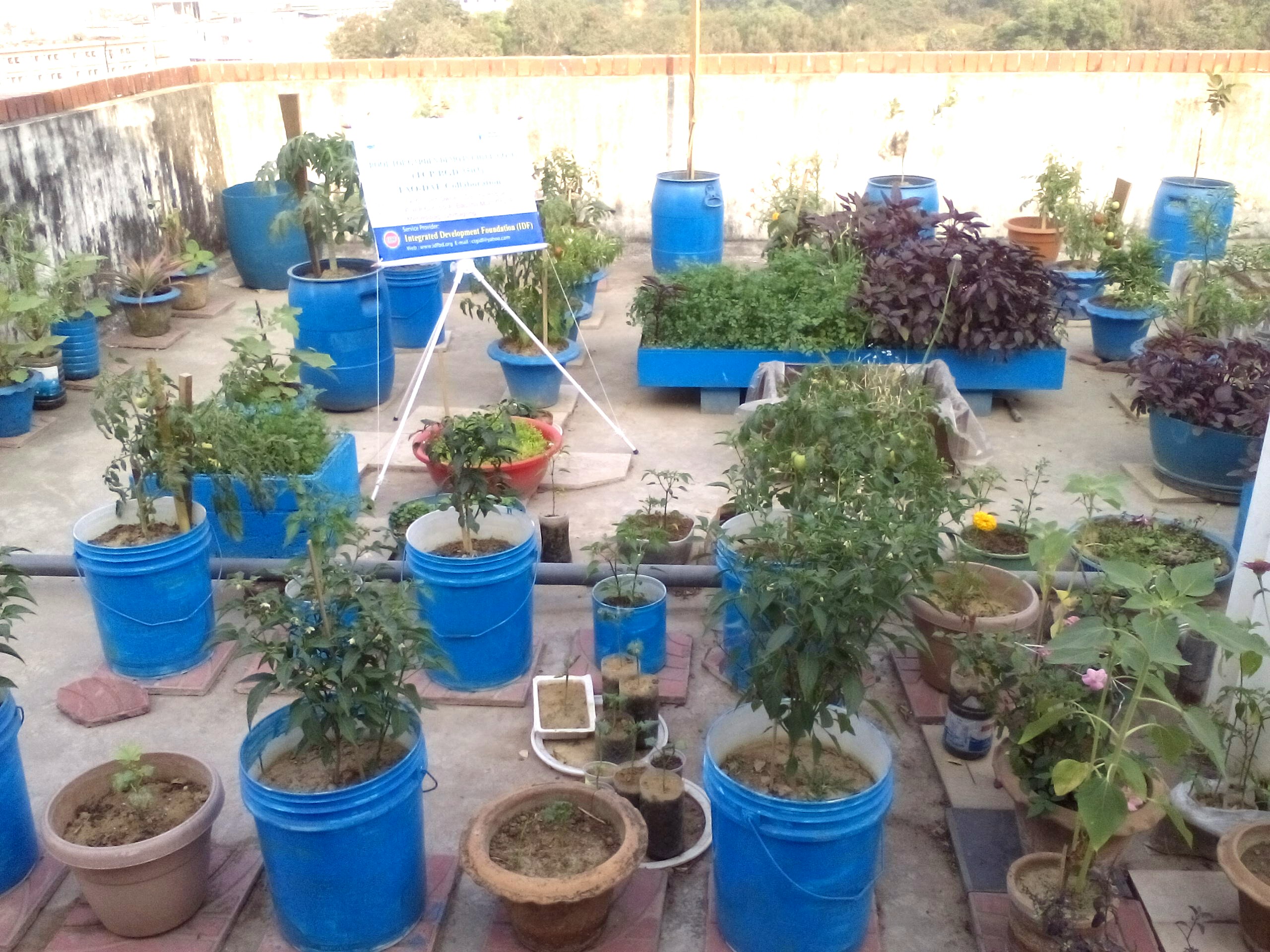 ছাদ বাগান