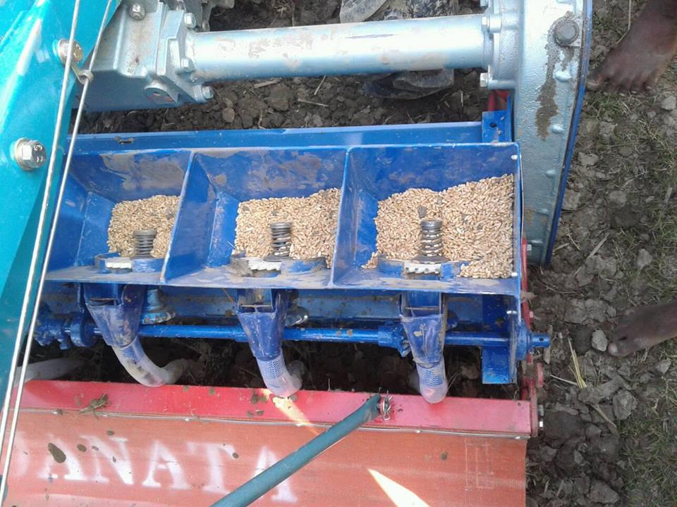 সিড্রার