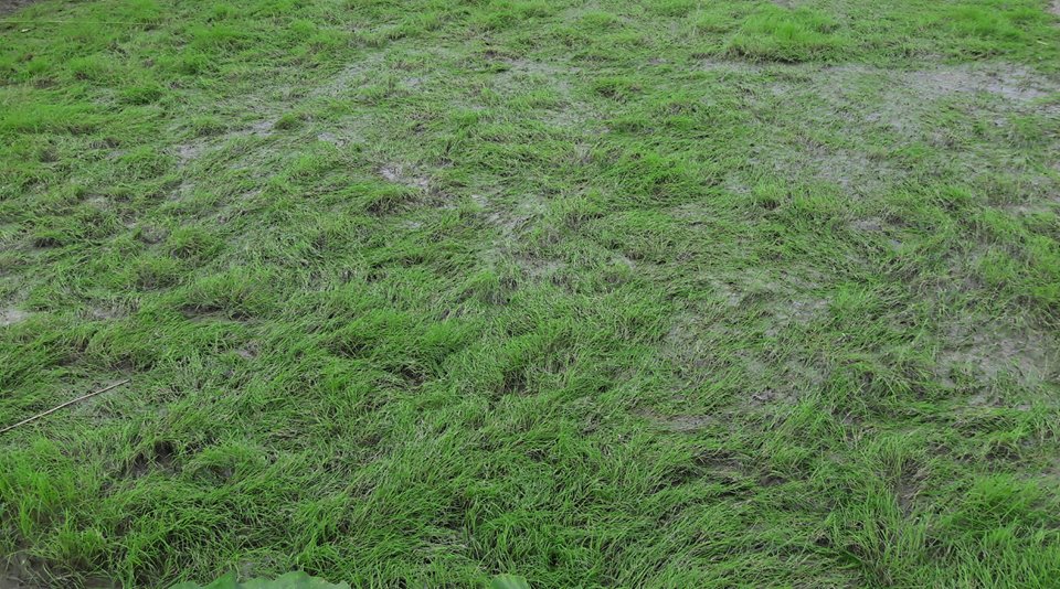 বীজতলা যখন কৃষককে তলিয়ে দেয়