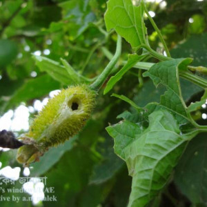 কাকরোলের ফল ছিদ্রকারি পোকা