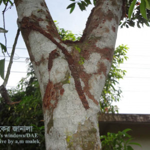 জলপাইয়ের কান্ড ছিদ্রকারি পোকা