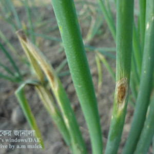 পেঁয়াজের পার্পল ব্লচ রোগ