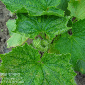 খিরার পাতা কোকড়ানো রোগ