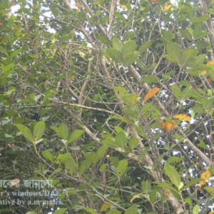 কাঁঠালের পাতার দাগরোগ