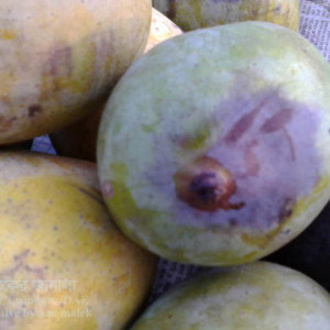 আমের বোটা পঁচা রোগ